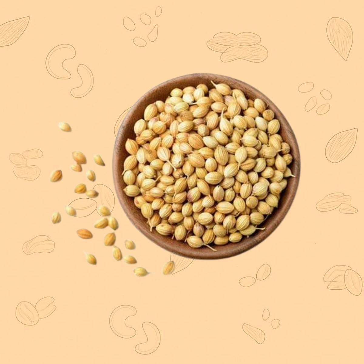 premium coriander seeds (dhania)