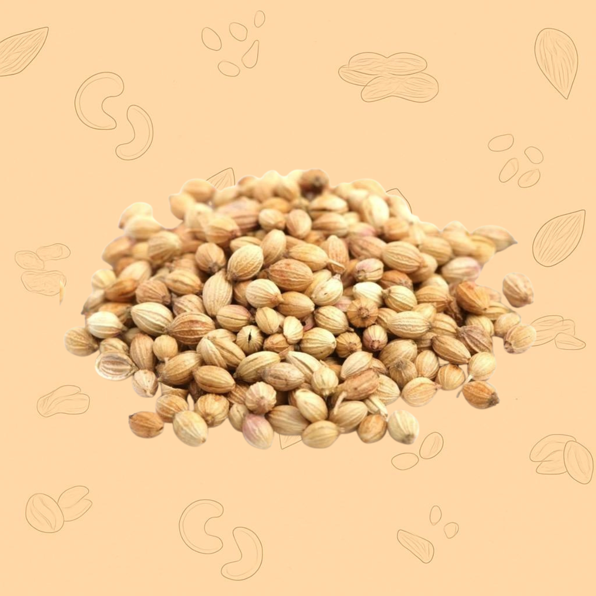 premium coriander seeds (dhania)