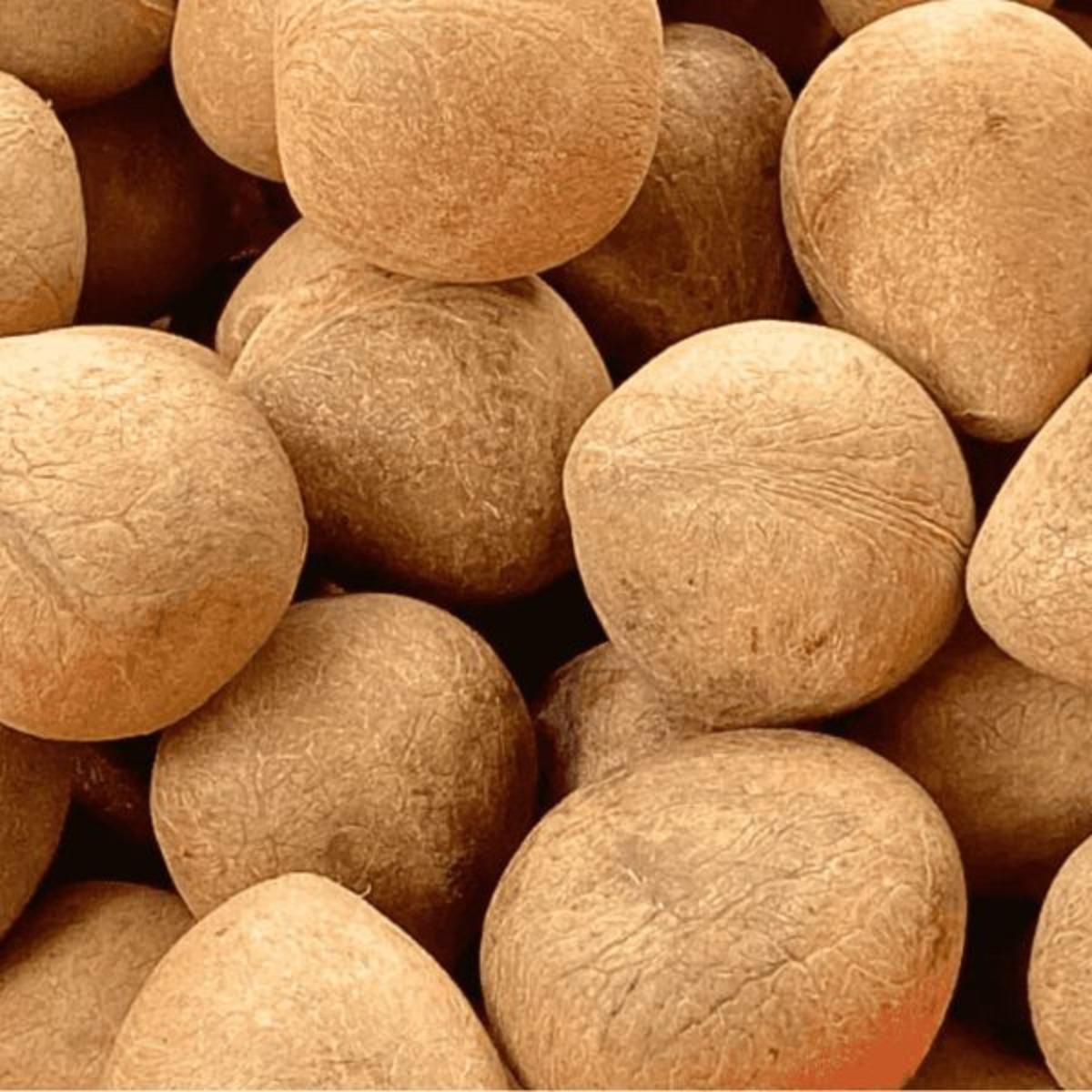 Coconut – Premium Quality