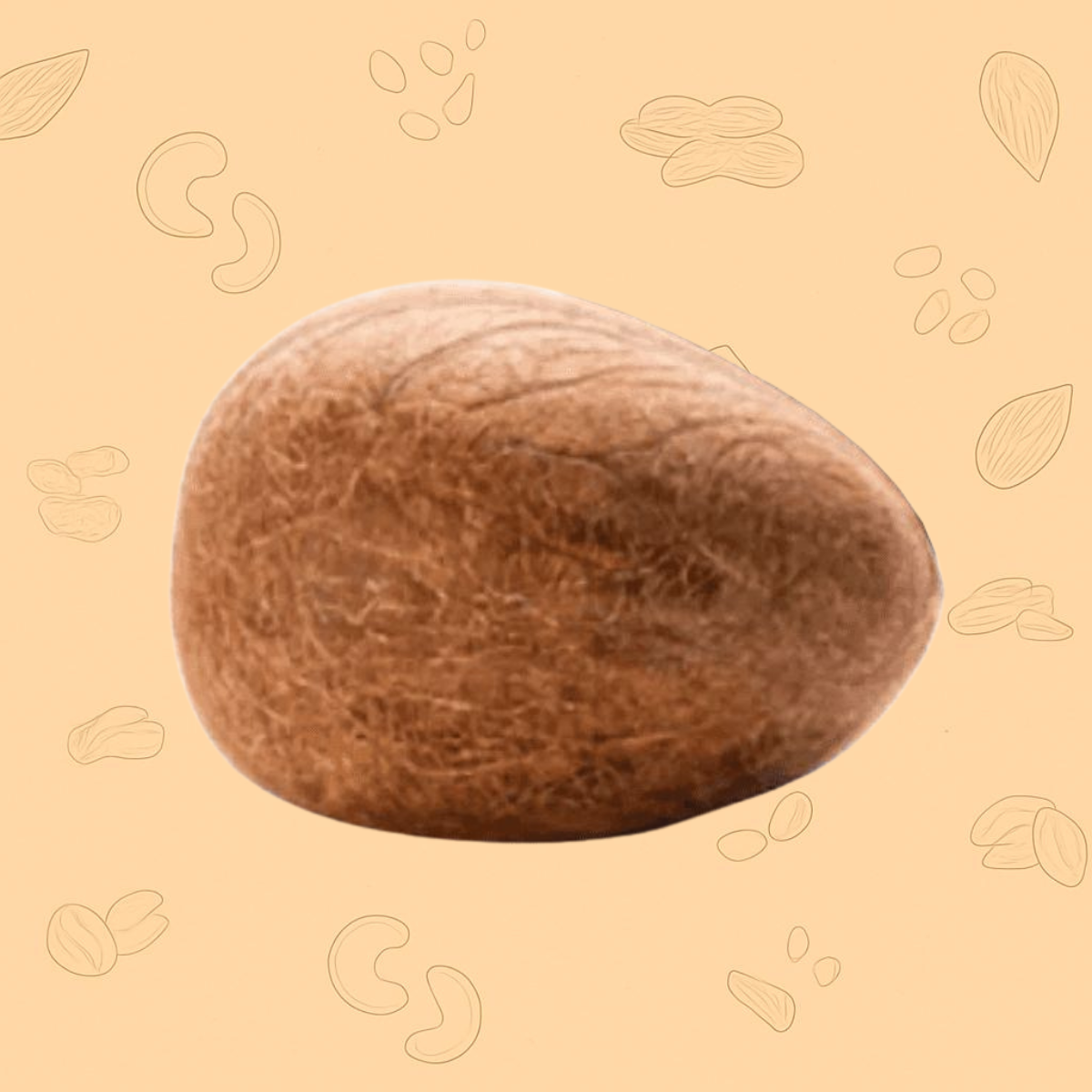 Coconut – Premium Quality