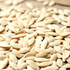 Cucumber Seeds (Kheera – Premium Quality)