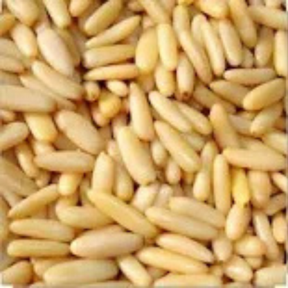 Premium Chilgoza giri (Pine Nuts) – Fresh, Nutritious & Luxury Dry Fruits Online