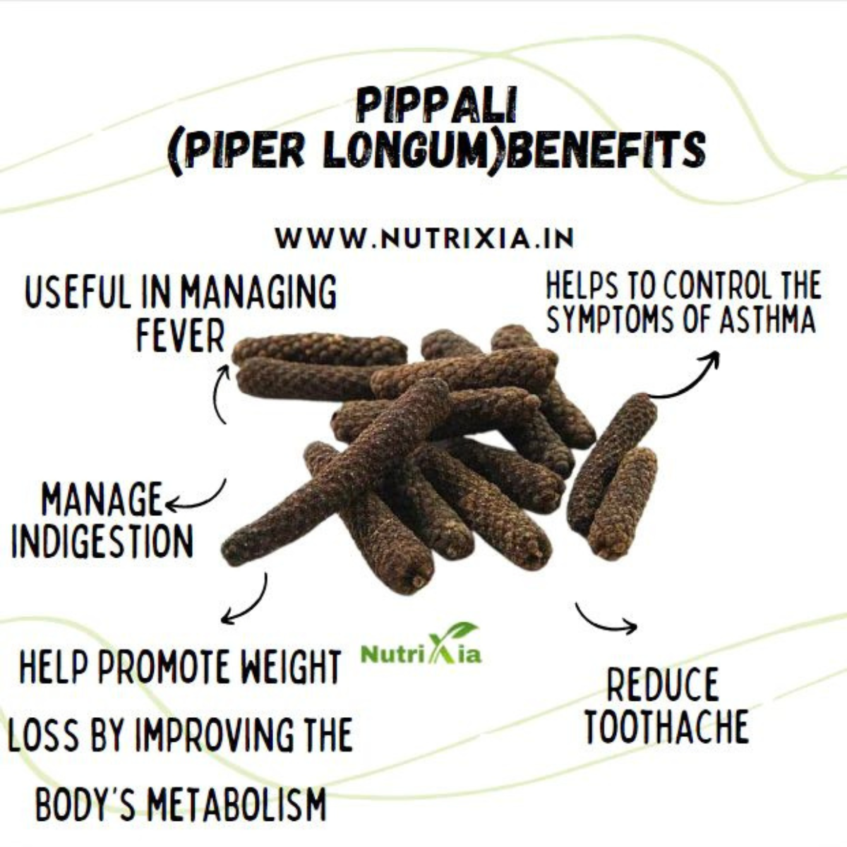 Pippli (Long Pepper / Pippali) – The Ancient Ayurvedic Spice